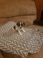 Mary, a female Chihuahua for sale in Spartanburg, SC – 4 of 4