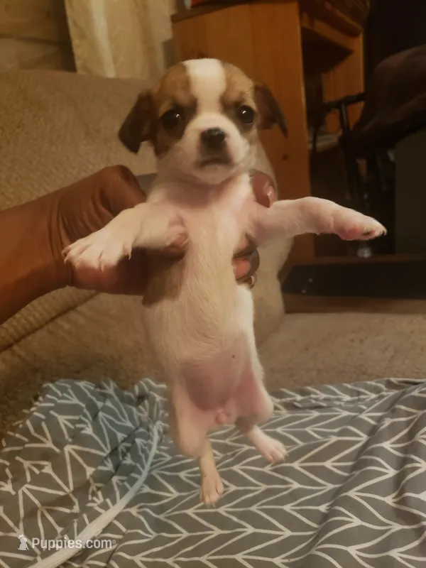 Minnie – Chihuahua puppy for sale in Spartanburg, SC