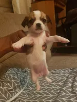 Minnie, a female Chihuahua for sale in Spartanburg, SC – 1 of 3