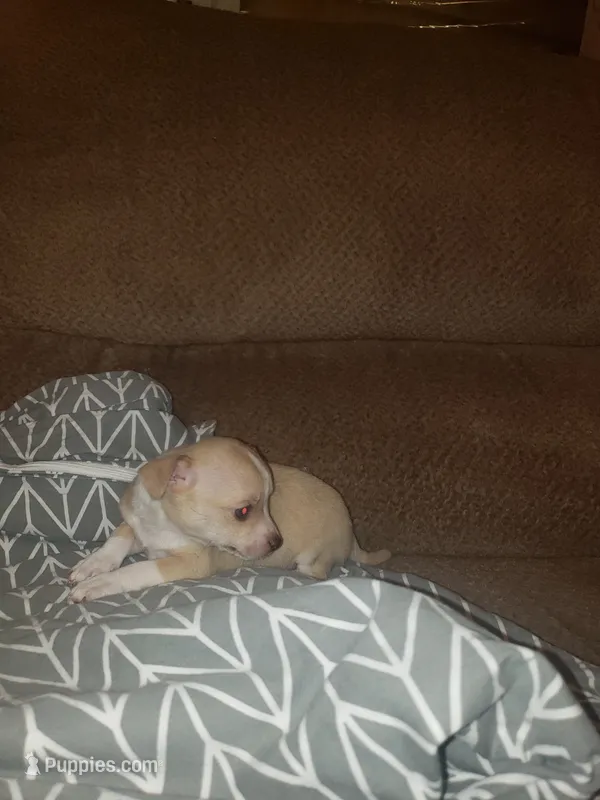 Mocha – Chihuahua puppy for sale in Spartanburg, SC