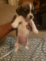 Mary, a female Chihuahua for sale in Spartanburg, SC – 2 of 4