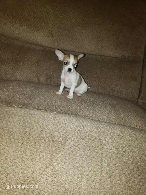 Minnie – Chihuahua puppy for sale in Spartanburg, SC
