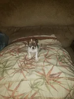 Millie, a female Chihuahua for sale in Spartanburg, SC – 2 of 2