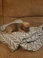 Mona, a female Chihuahua for sale in Spartanburg, SC – 5 of 5