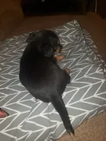 Bruno, a male Chihuahua for sale in Spartanburg, SC – 5 of 6