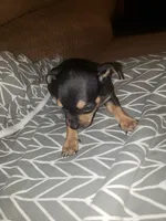 Bruno, a male Chihuahua for sale in Spartanburg, SC – 3 of 6