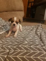 Minnie, a female Chihuahua for sale in Spartanburg, SC – 2 of 3