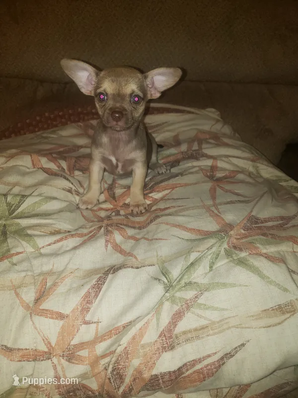 Mona – Chihuahua puppy for sale in Spartanburg, SC