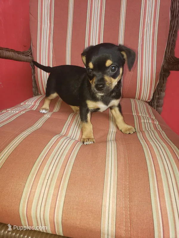 George – Chihuahua puppy for sale in Spartanburg, SC