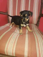 George, a male Chihuahua for sale in Spartanburg, SC – 1 of 2