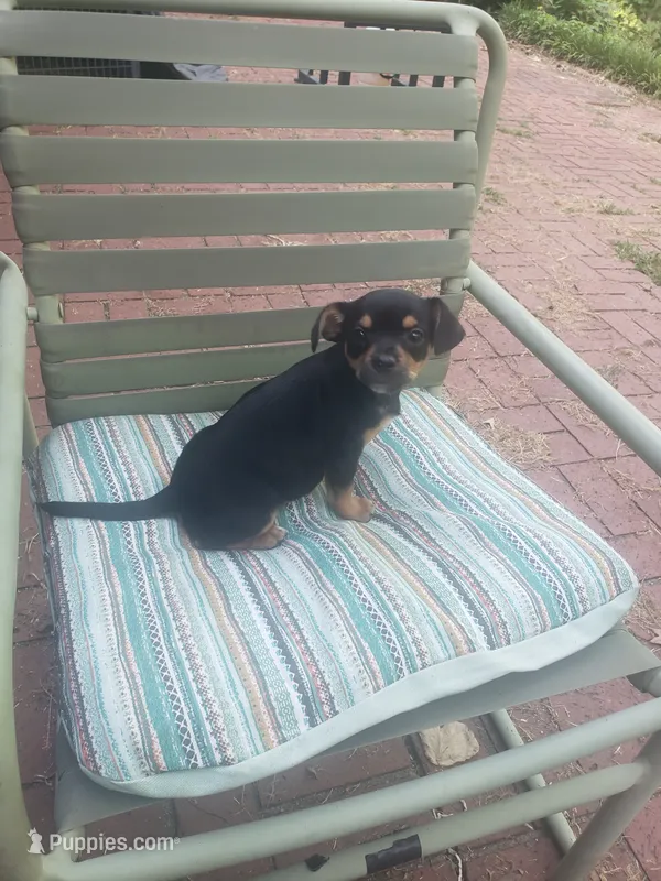 George – Chihuahua puppy for sale in Spartanburg, SC