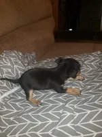 Bruno, a male Chihuahua for sale in Spartanburg, SC – 4 of 6