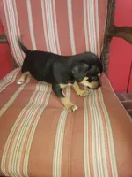 George, a male Chihuahua for sale in Spartanburg, SC – 4 of 5