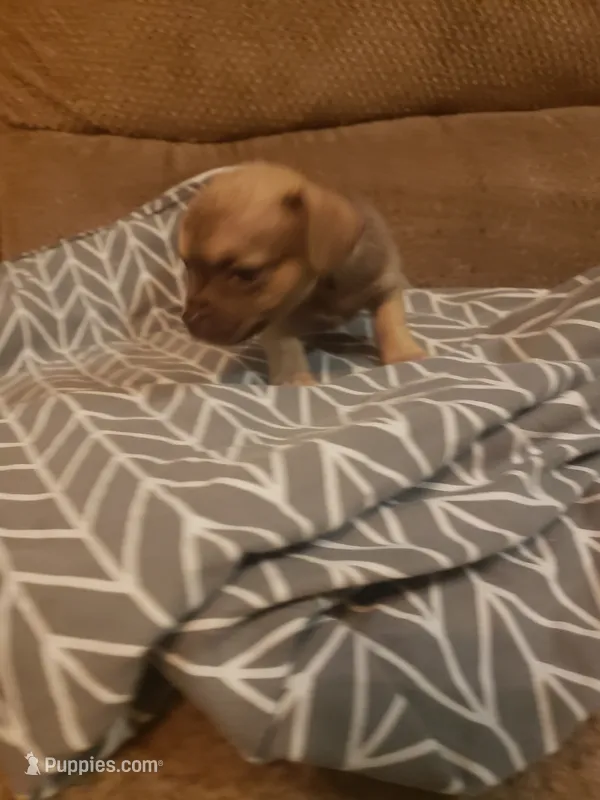 Mona – Chihuahua puppy for sale in Spartanburg, SC