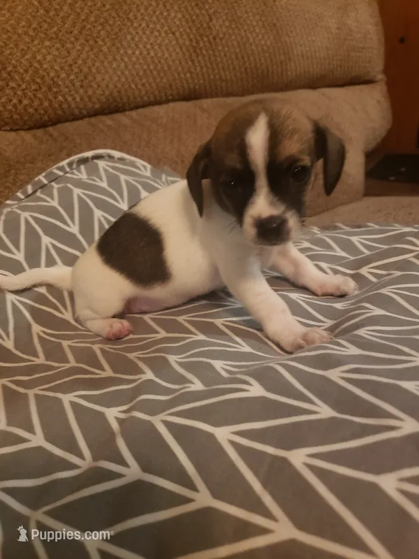 Mary – Chihuahua puppy for sale in Spartanburg, SC