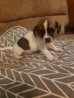 Mary, a female Chihuahua for sale in Spartanburg, SC – 1 of 4