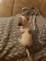 Minnie, a female Chihuahua for sale in Spartanburg, SC – 3 of 3