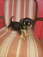 George, a male Chihuahua for sale in Spartanburg, SC – 2 of 2