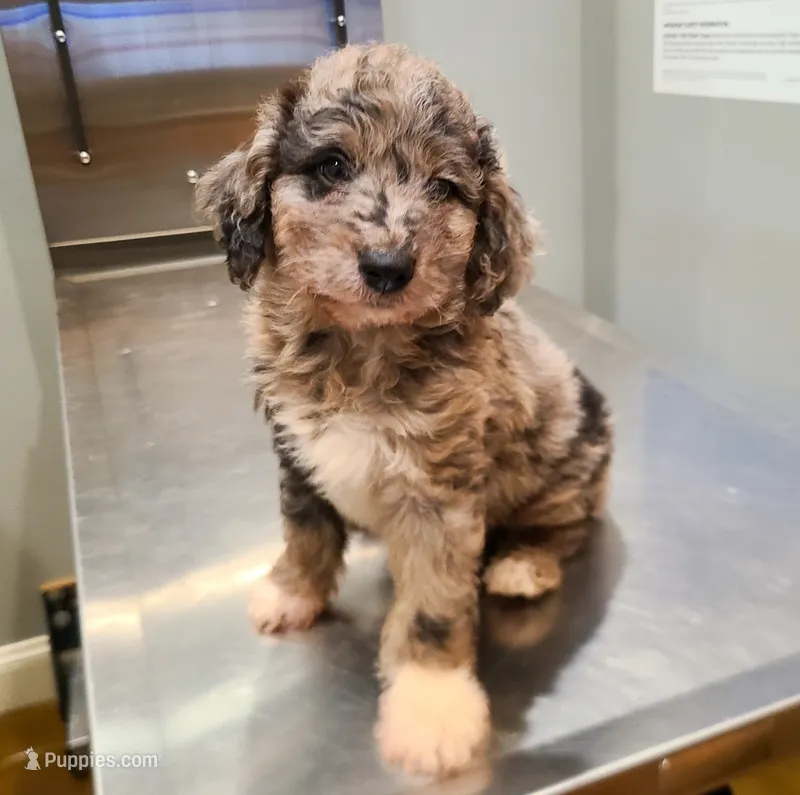 Lloyd - Miniature Aussiedoodle – Aussiedoodle puppy for sale in Bremen, GA