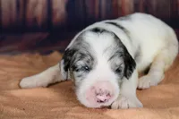 Cannoli, a female Aussiedoodle for sale in Bremen, GA – 3 of 5