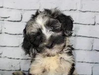 Macaron, a female Aussiedoodle for sale in Bremen, GA – 2 of 8