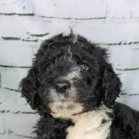 Churro, a female Aussiedoodle for sale in Bremen, GA – 1 of 4