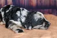 Macaron, a female Aussiedoodle for sale in Bremen, GA – 4 of 5