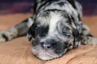 Macaron, a female Aussiedoodle for sale in Bremen, GA – 3 of 5