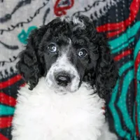 Opal, a female Poodle - Standard  for sale in Bremen, GA – Photo 1 of 2