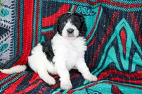 Opal, a female Poodle - Standard  for sale in Bremen, GA – Photo 2 of 2