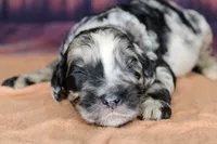 Macaron, a female Aussiedoodle for sale in Bremen, GA – 2 of 5