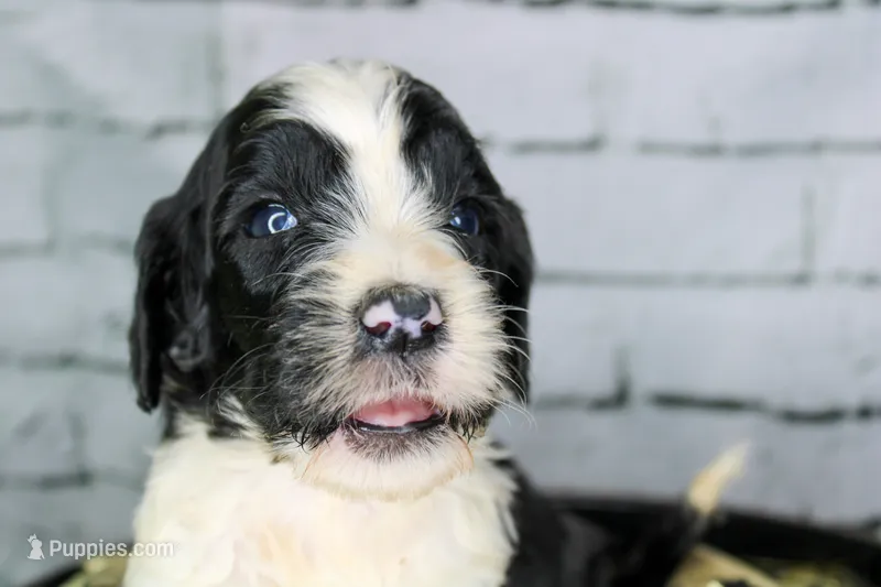 Tiramisu – Aussiedoodle puppy for sale in Bremen, GA