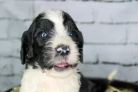 Tiramisu, a female Aussiedoodle for sale in Bremen, GA – 2 of 5