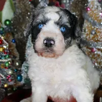 Kirk, a male Aussiedoodle for sale in Bremen, GA – Photo 3 of 9