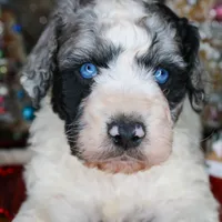 Kirk, a male Aussiedoodle for sale in Bremen, GA – Photo 2 of 9