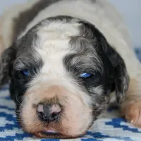 Kirk, a male Aussiedoodle for sale in Bremen, GA – Photo 6 of 9