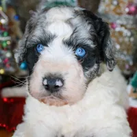 Kirk, a male Aussiedoodle for sale in Bremen, GA – Photo 4 of 9