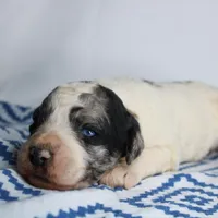 Kirk, a male Aussiedoodle for sale in Bremen, GA – Photo 8 of 9