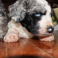 Kirk, a male Aussiedoodle for sale in Bremen, GA – Photo 5 of 9