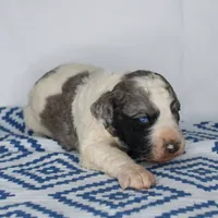Kirk, a male Aussiedoodle for sale in Bremen, GA – Photo 9 of 9