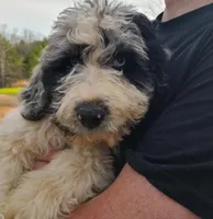 Kirk, a male Aussiedoodle for sale in Bremen, GA – Photo 1 of 9