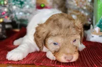 processed/20f57480-2efe-45a3-bcbb-58fa08c693ae/listing/33882874-c749-49a7-a79b-f6b14563ce1a/0b759706-1418-406f-ab40-b9d3d9307414