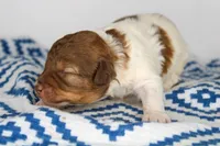 processed/20f57480-2efe-45a3-bcbb-58fa08c693ae/listing/33882874-c749-49a7-a79b-f6b14563ce1a/ec4d029f-feb1-47a7-9b8d-dbc6c9959ece