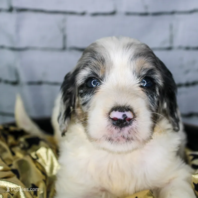 Cannoli – Aussiedoodle puppy for sale in Bremen, GA