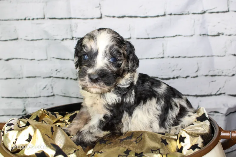 Macaron – Aussiedoodle puppy for sale in Bremen, GA