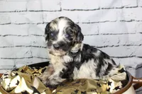 Macaron, a female Aussiedoodle for sale in Bremen, GA – 3 of 8