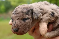 Lloyd - Miniature Aussiedoodle, a male Miniature Aussiedoodle for sale in Bremen, GA – Photo 5 of 5