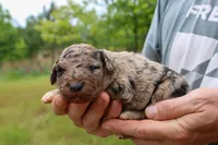 Lloyd - Miniature Aussiedoodle, a male Miniature Aussiedoodle for sale in Bremen, GA – Photo 4 of 5