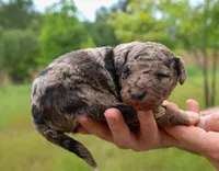 Lloyd - Miniature Aussiedoodle, a male Miniature Aussiedoodle for sale in Bremen, GA – Photo 3 of 5