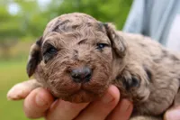 Lloyd - Miniature Aussiedoodle, a male Miniature Aussiedoodle for sale in Bremen, GA – Photo 2 of 5